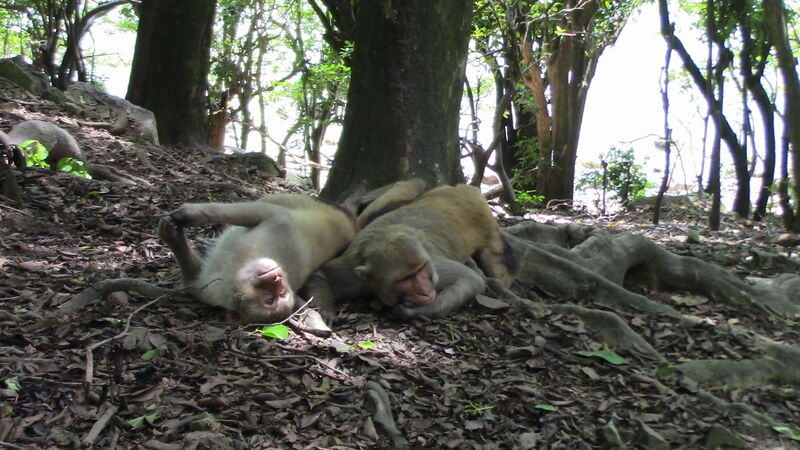 Two male Rhesus Macaques. Bisexual behaviour among male monkeys is widespread and may be beneficial to them, new research suggests. Picture: Jackson Clive/Imperial College London