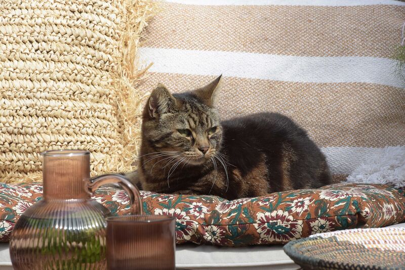 Sarah's cat in the patio garden. Sarah's cat in the patio garden.
