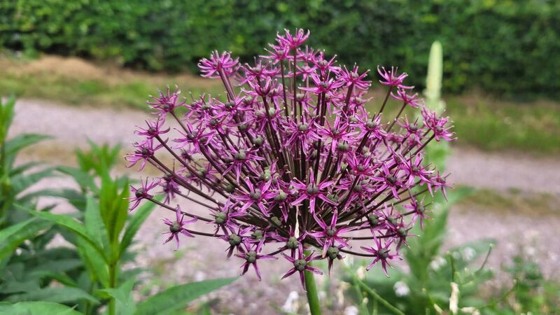 Garden Digest: Events to help you enjoy your room outside