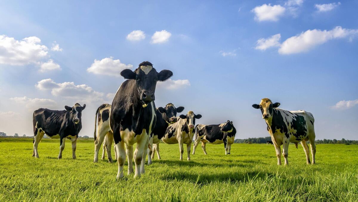 Agriculture remains by far the largest contributor to overall emissions in Ireland, with beef and dairy cattle mainly generating methane through digestion and waste.