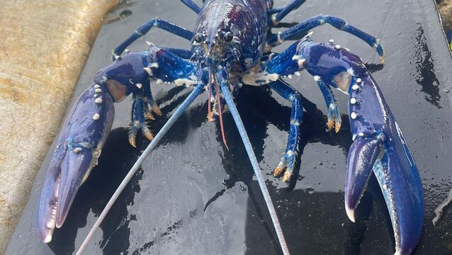 <p>The rare blue lobster landed by fisherman Stuart Brown for a second time (Stuart Brown/PA)</p>