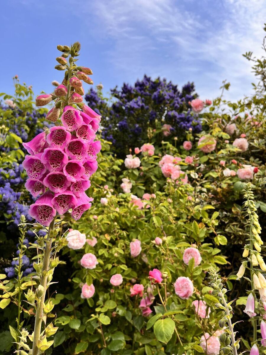 Foxgloves and roses.