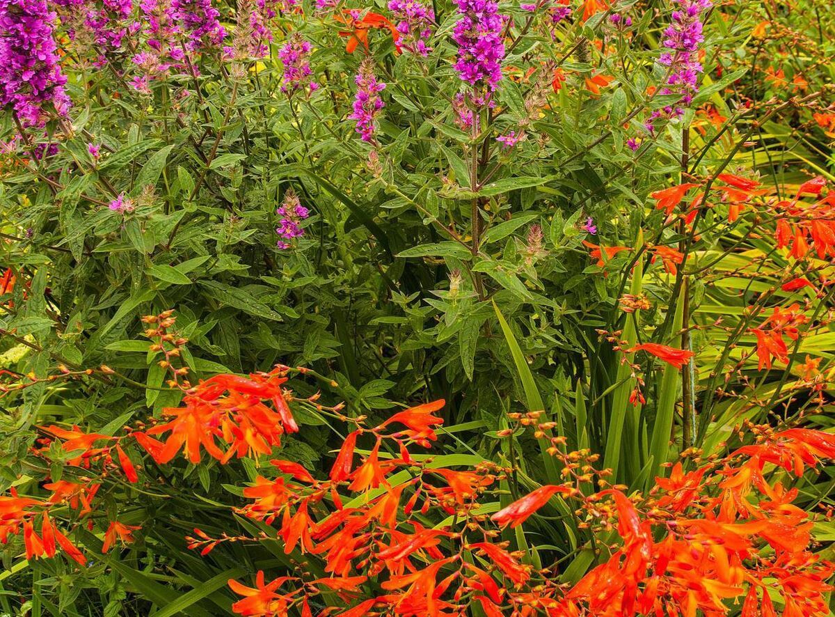 Montbretia and foxgloves.