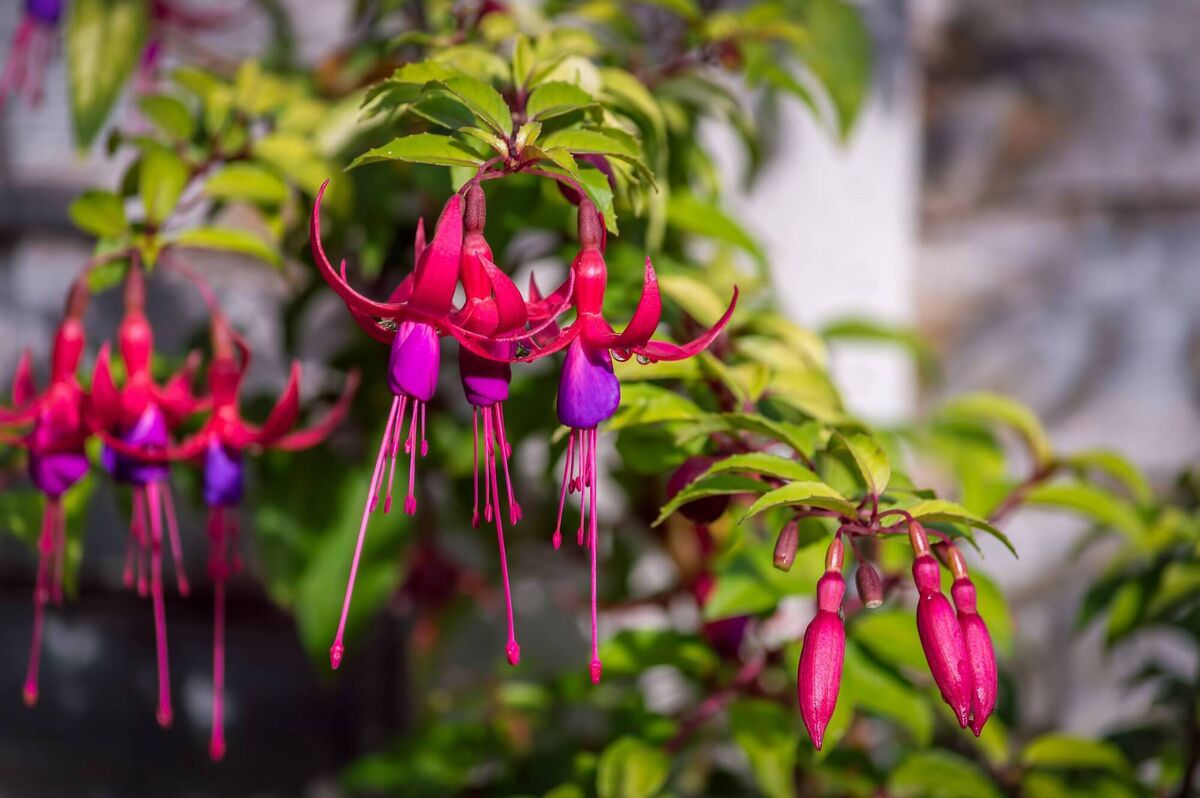 Pink and purple fuschia.