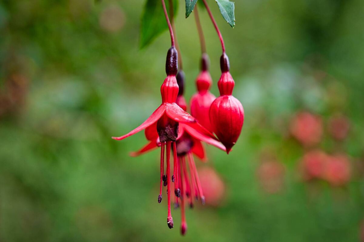 Fuchsia.