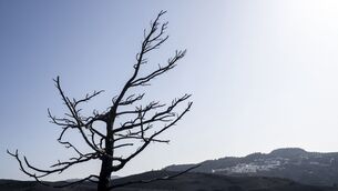 <p>A burnt tree on the Aegean Sea island of Rhodes, southeastern Greece.  A third successive heat wave has struck Greece with many parts of the country reaching as high as 46.4C. Picture: Petros Giannakouris/AP</p>