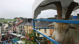 <p>Ireland's oldest traditional Puck fair opens in Killorglin, County Kerry, with the horse fair and parade through the town culminating in the crowning of King Puck, a wild mountain goat.</p>