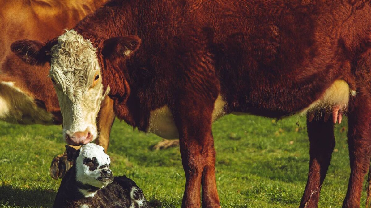 Time to review your autumn suckler calving plans - Vimarsana News