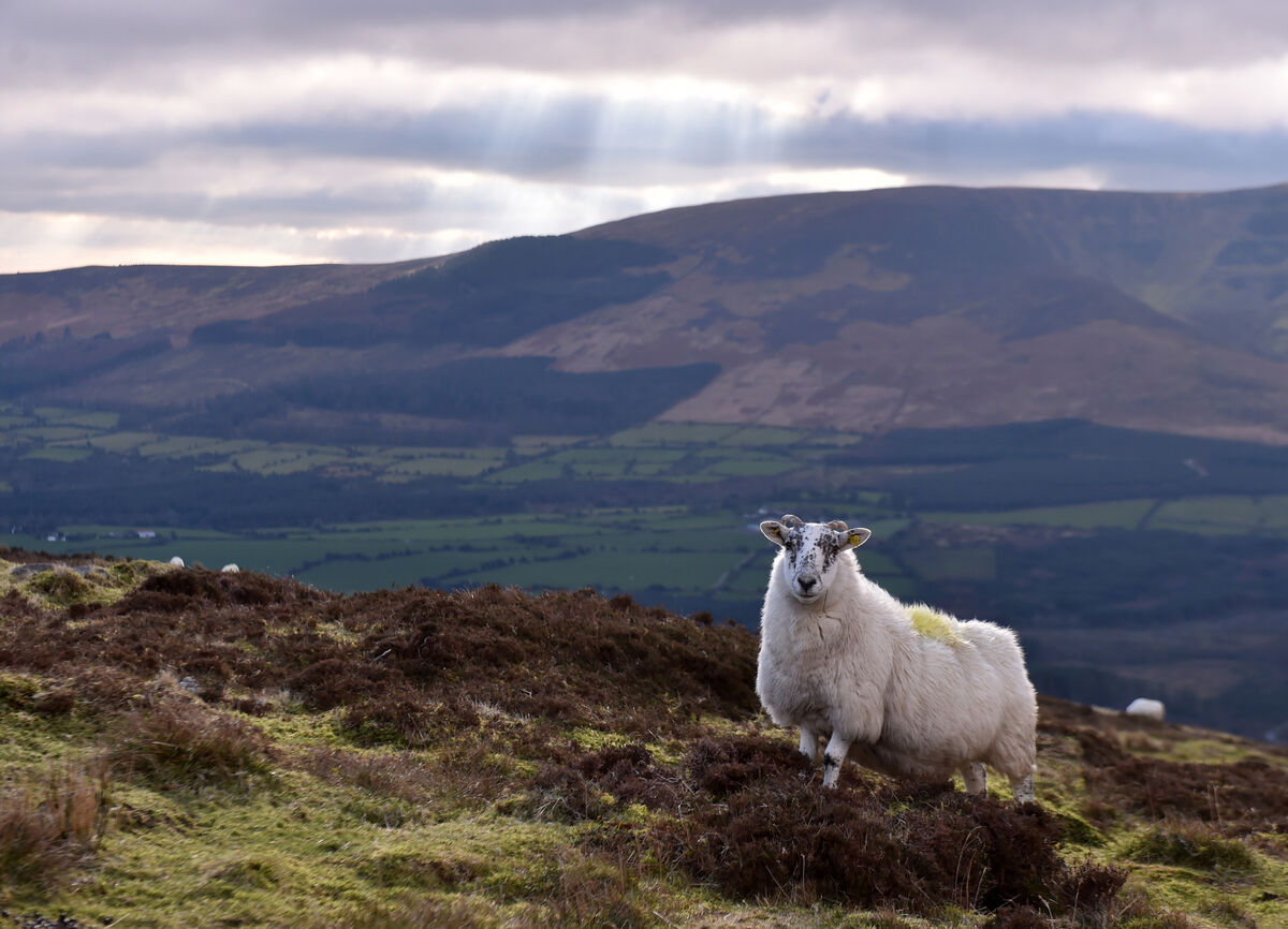 According to the National Parks and Wildlife Service, all of our important upland habitats are in bad condition and all are threatened by overgrazing from sheep. Picture: Eddie O'Hare According to the National Parks and Wildlife Service, all of our important upland habitats are in bad condition and all are threatened by overgrazing from sheep. Picture: Eddie O'Hare