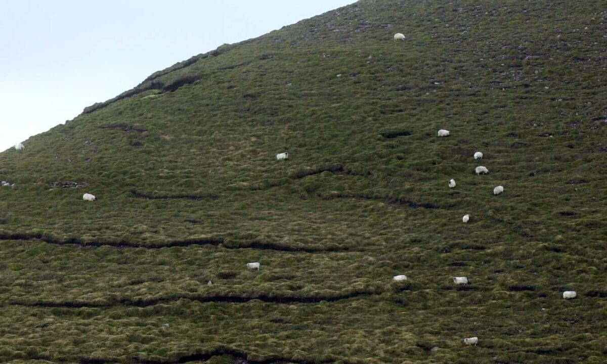 Sheep often eat the leaves of trees before they eat grasses so they prevent the regeneration of forests in many areas. Picture Denis Minihane. Sheep often eat the leaves of trees before they eat grasses so they prevent the regeneration of forests in many areas. Picture Denis Minihane.