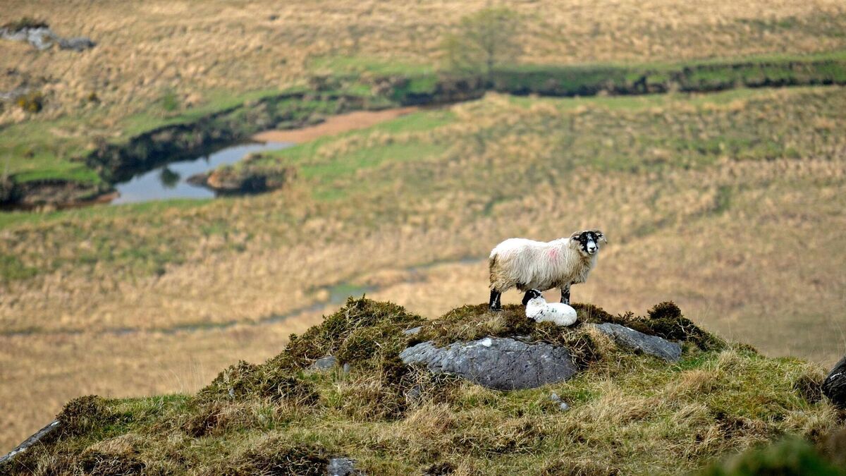 Sheep farming hits the end of the road - Vimarsana News
