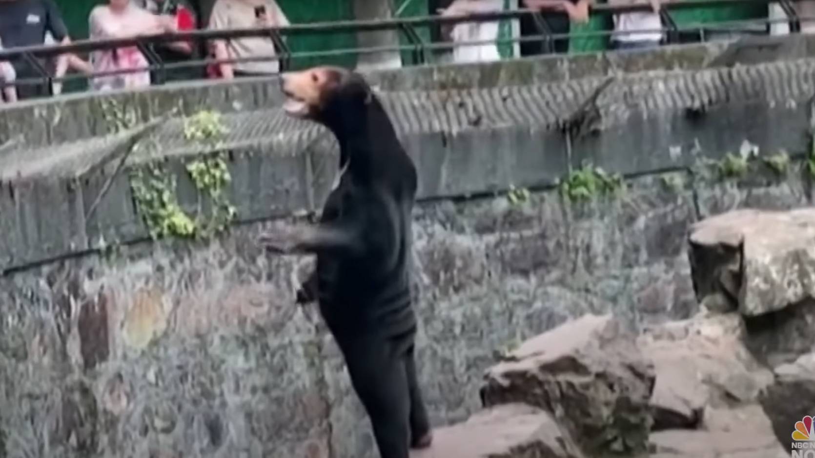 Chinese zoo denies its sun bears are humans dressed in costumes