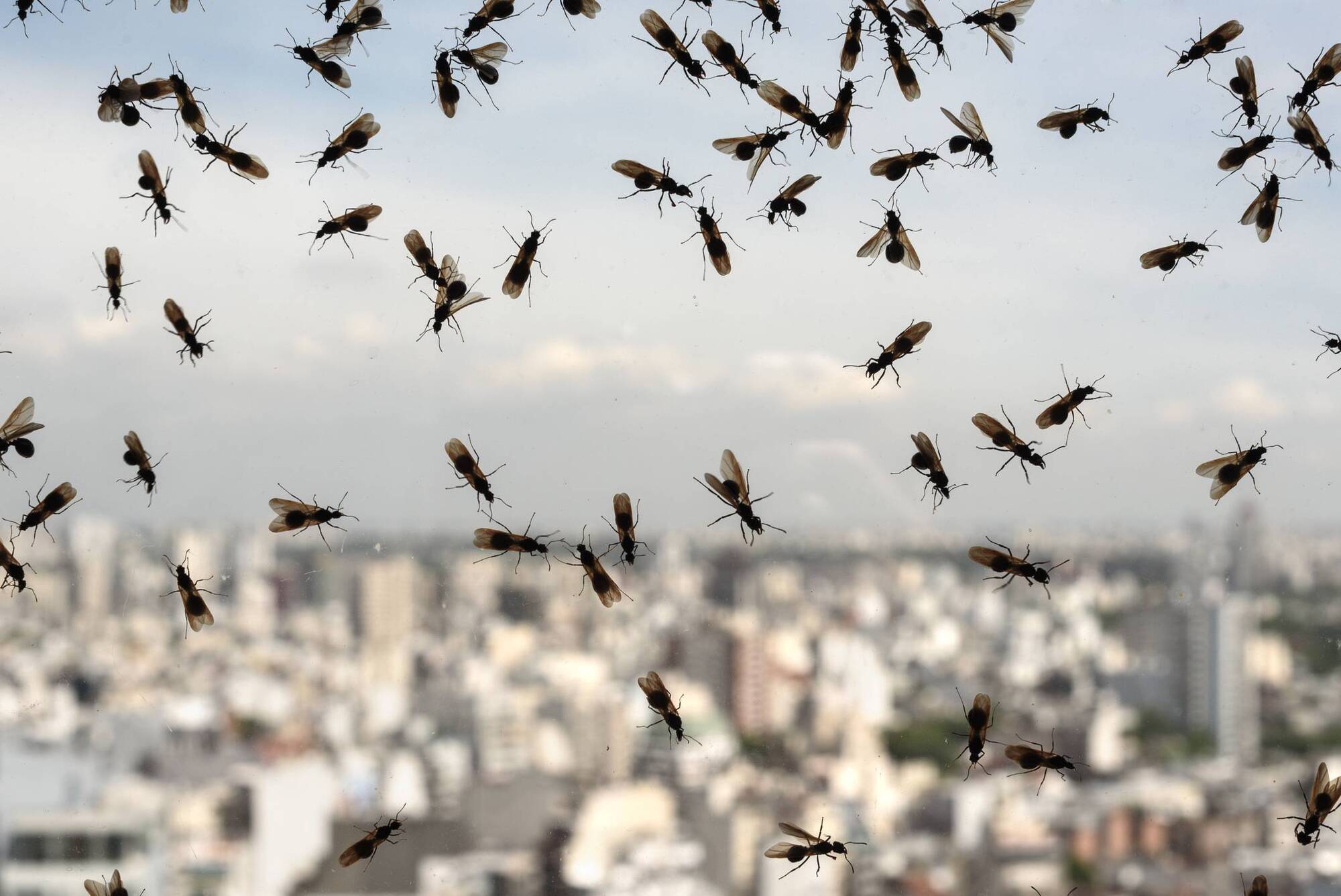 Life Hack: What are flying ants and how can I stop them coming into my home?