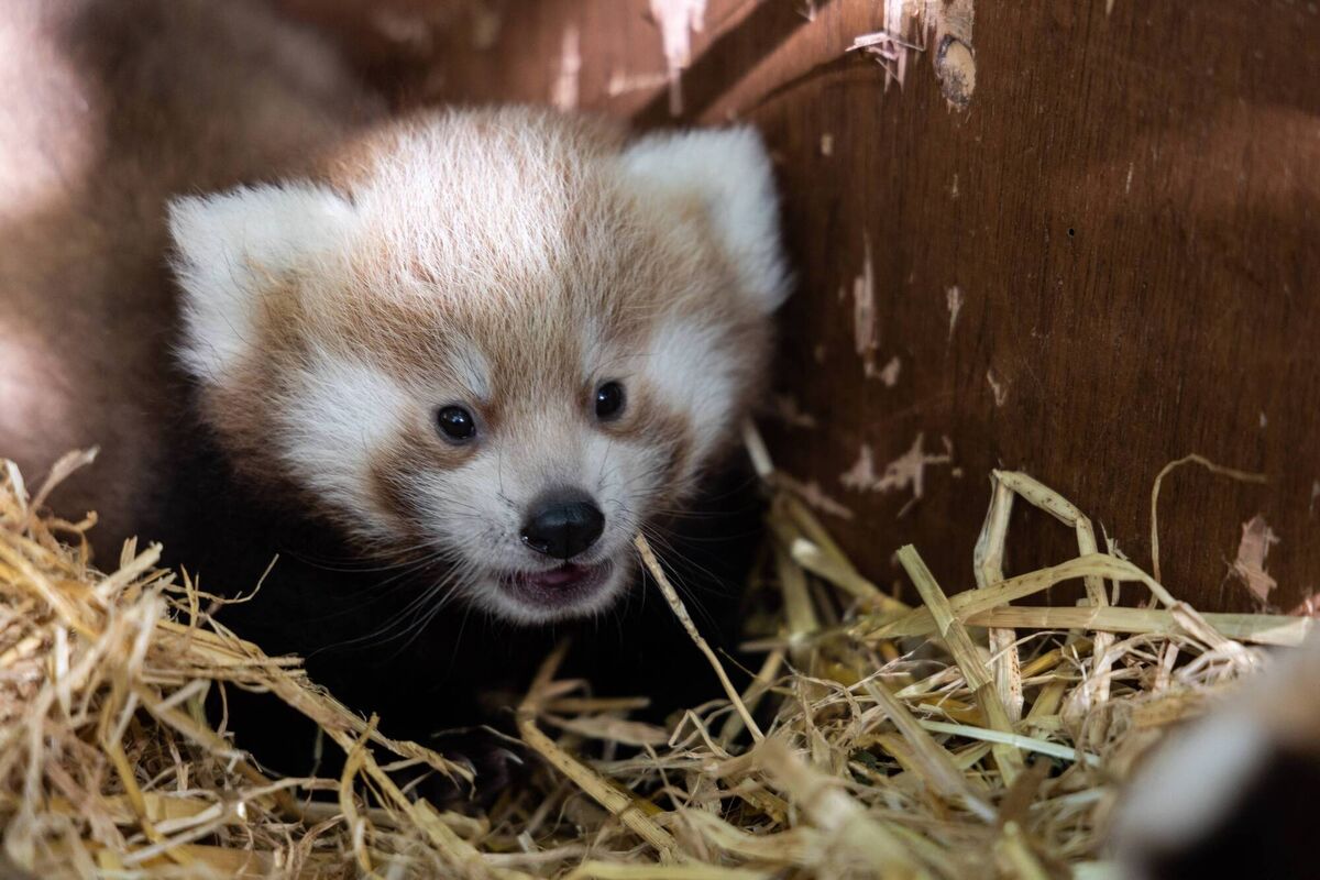 The panda cubs are slightly paler in colour than their parents Laxmi and Grga. Picture: Darragh Kane The panda cubs are slightly paler in colour than their parents Laxmi and Grga. Picture: Darragh Kane