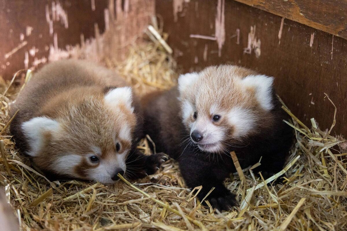 The new arrivals bring to seven the number of red pandas living at Fota. Picture: Darragh Kane The new arrivals bring to seven the number of red pandas living at Fota. Picture: Darragh Kane