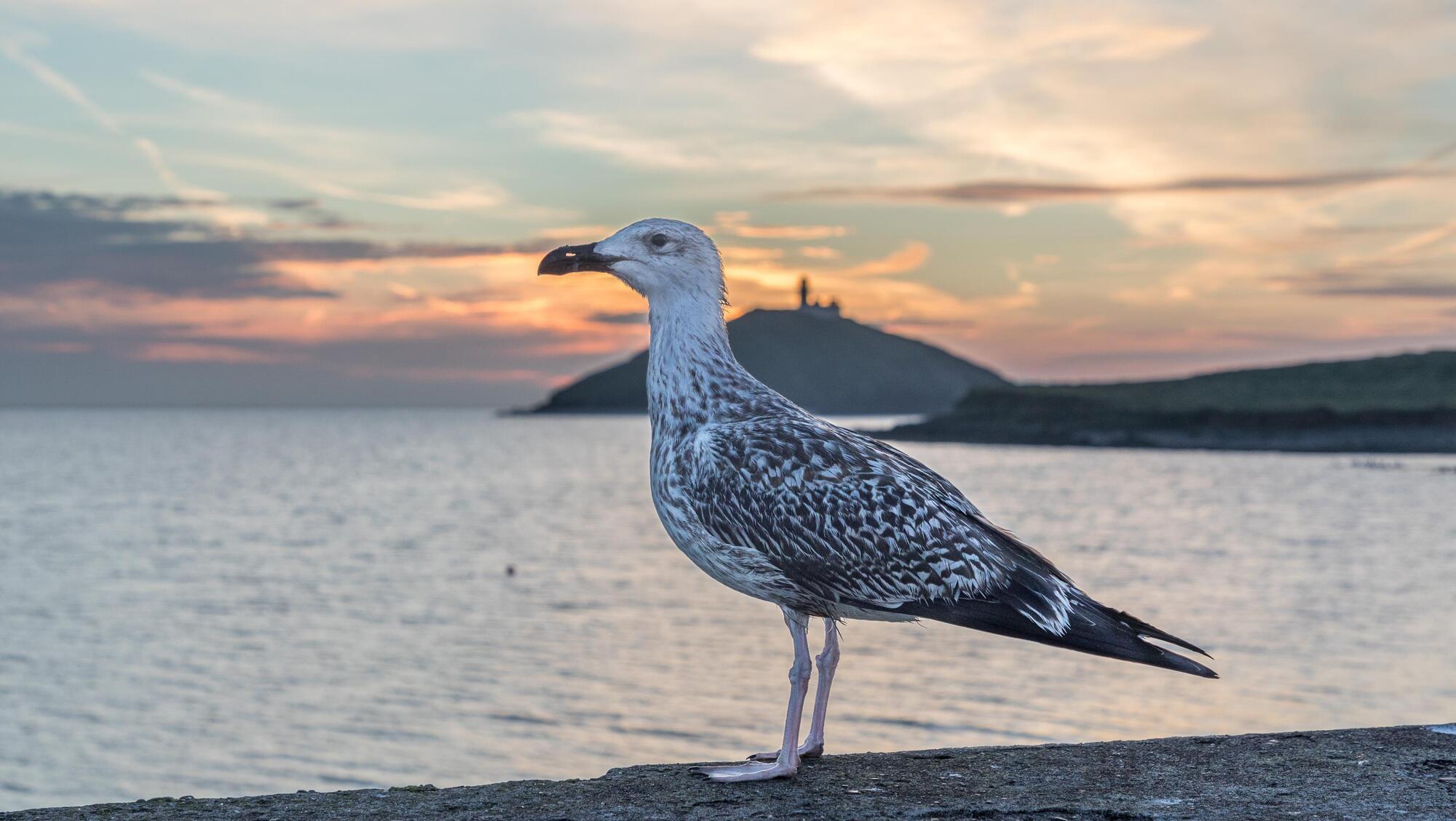 The Amoc amounts to a system of currents in the Atlantic that bring warm water northwards where it then cools and sinks. It is a key reason why Europe’s climate has been stable for thousands of years. File picture: David Creedon