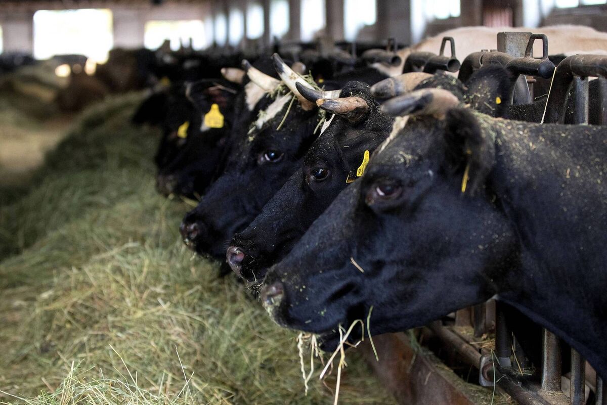 Researchers found the immune systems of children living in rural areas possess several ways of identifying and dealing with threats. Researchers found the immune systems of children living in rural areas possess several ways of identifying and dealing with threats.