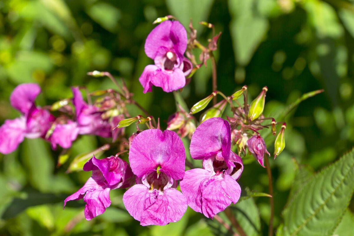 Impatiens glandulifera, Himalayan Balsam: a large annual plant, native to the Himalaya. It typically grows to 1 to 2 m high, with a soft green or red-tinged stem Impatiens glandulifera, Himalayan Balsam: a large annual plant, native to the Himalaya. It typically grows to 1 to 2 m high, with a soft green or red-tinged stem