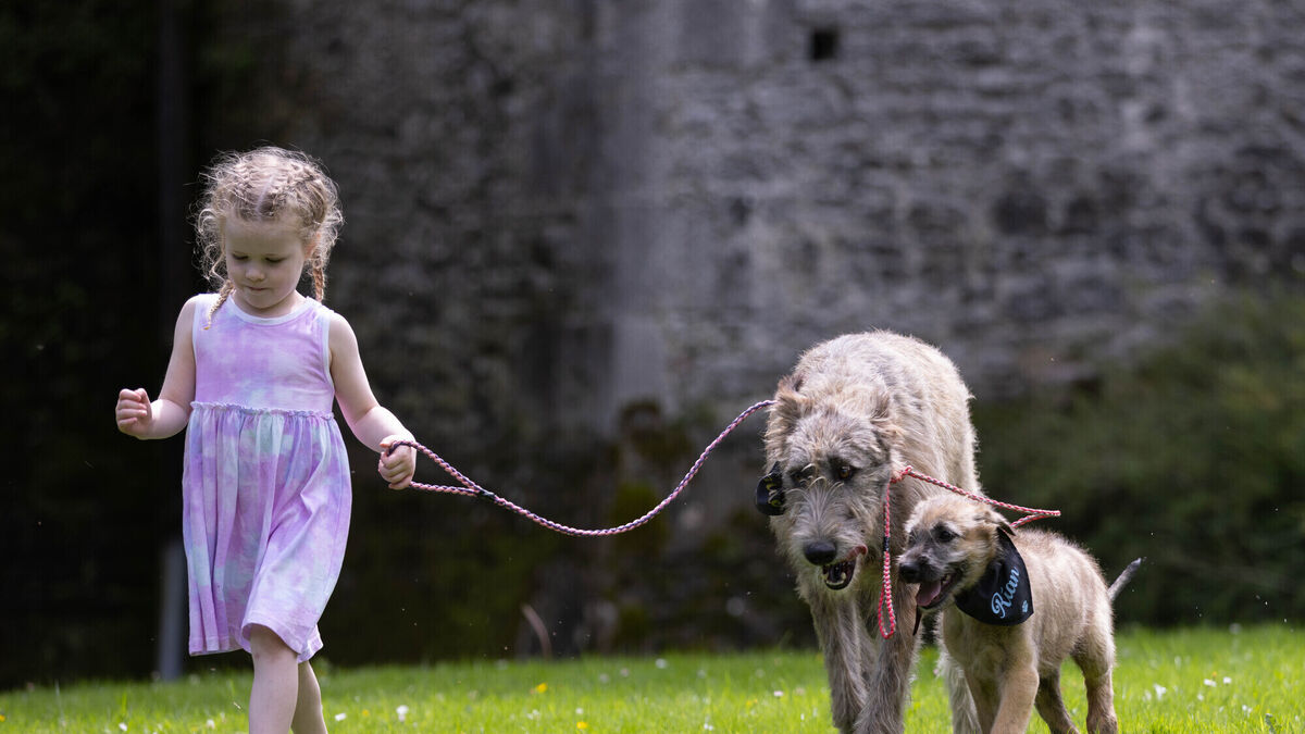 Bunratty Castle clarifies whereabouts of wolfhounds Méabh and Saoirse - Vimarsana News