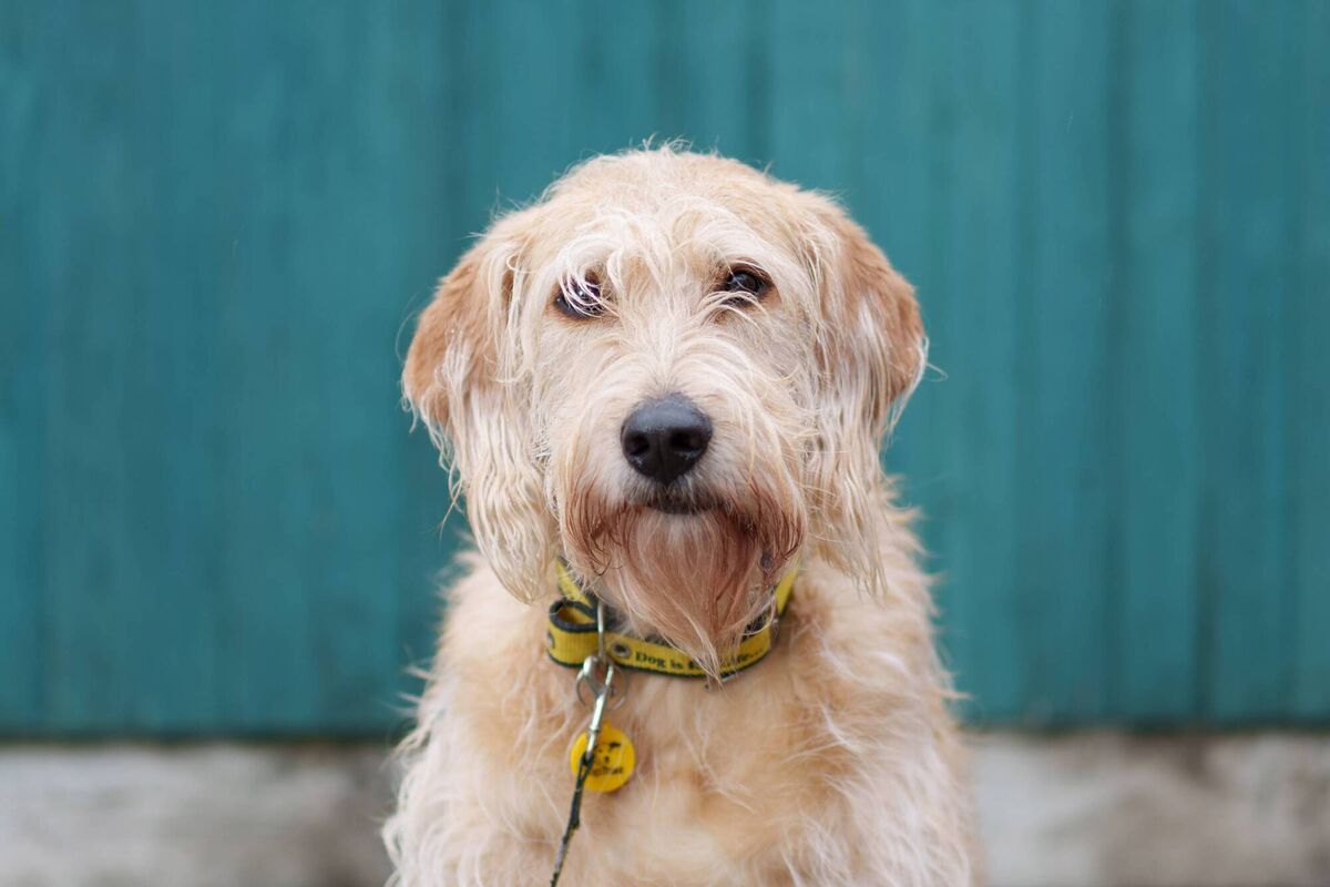 The report says dog welfare charities have suggested a return to life post-lockdown, resuming in-office working and reopening of travel has left many dog owners struggling with dogs that are used to more 'attention and time'. The report says dog welfare charities have suggested a return to life post-lockdown, resuming in-office working and reopening of travel has left many dog owners struggling with dogs that are used to more 'attention and time'.