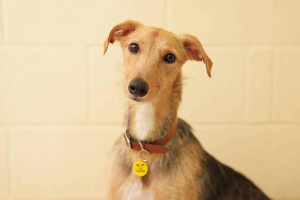 'It may be the case that a better understanding of what is involved in dog ownership and the lifetime cost and commitment it involves could have avoided some of this crisis,' Dogs Trust said. 'It may be the case that a better understanding of what is involved in dog ownership and the lifetime cost and commitment it involves could have avoided some of this crisis,' Dogs Trust said.