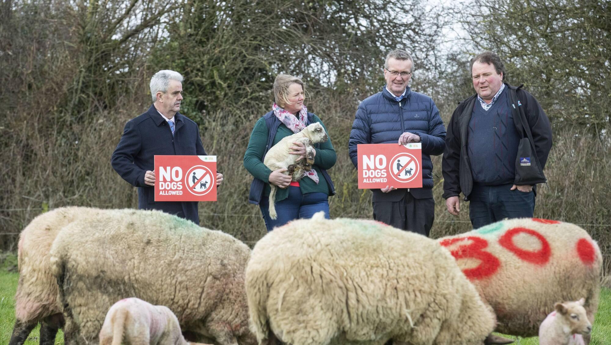24% increase in reports of dogs worrying livestock last year
