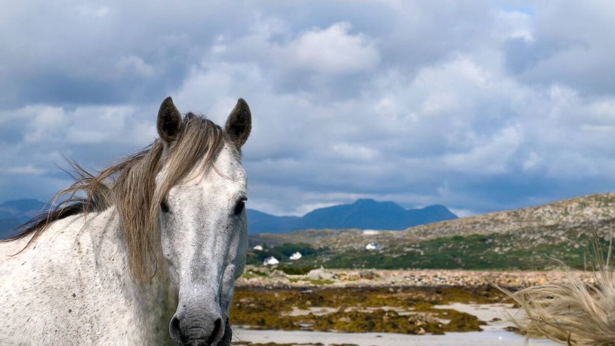 Fair to celebrate the Connemara Pony - Vimarsana News