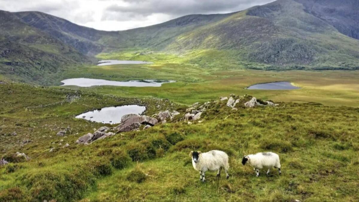 Pressure grows on Government to buy Conor Pass for rewilding - Vimarsana News