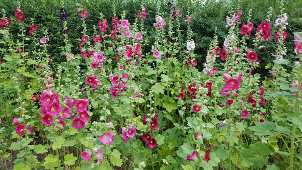 Hollyhocks are an Heirloom plant dating back to early English Country Gardens.