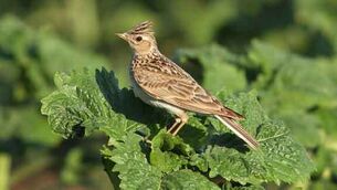 Trail bikes frightened off poor skylarks
