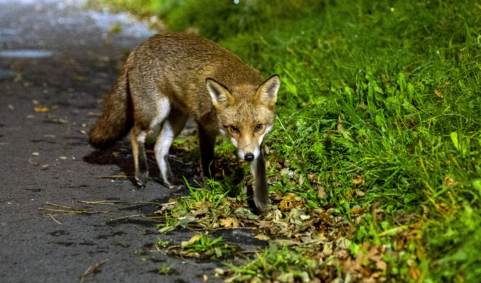Urban foxes ‘bolder but not cleverer’ than rural cousins, study suggests