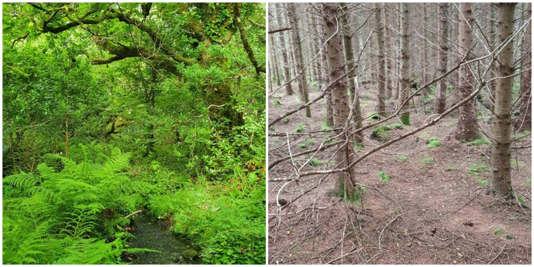 Eoghan Daltun: Ireland's forestry policy needs a radical rethink — here's why and how