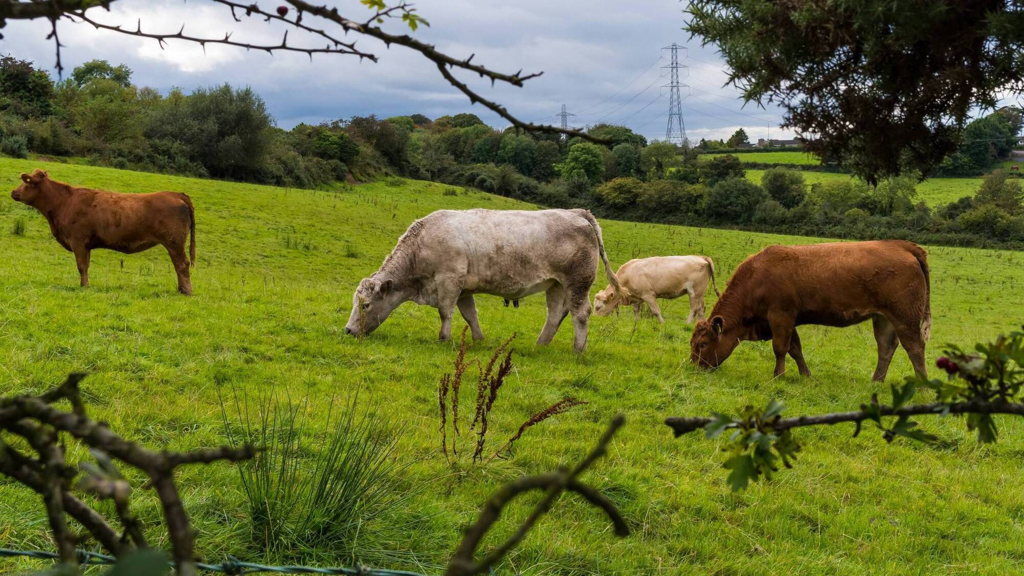 Treating cattle with the right worming products is "essential", expert warns