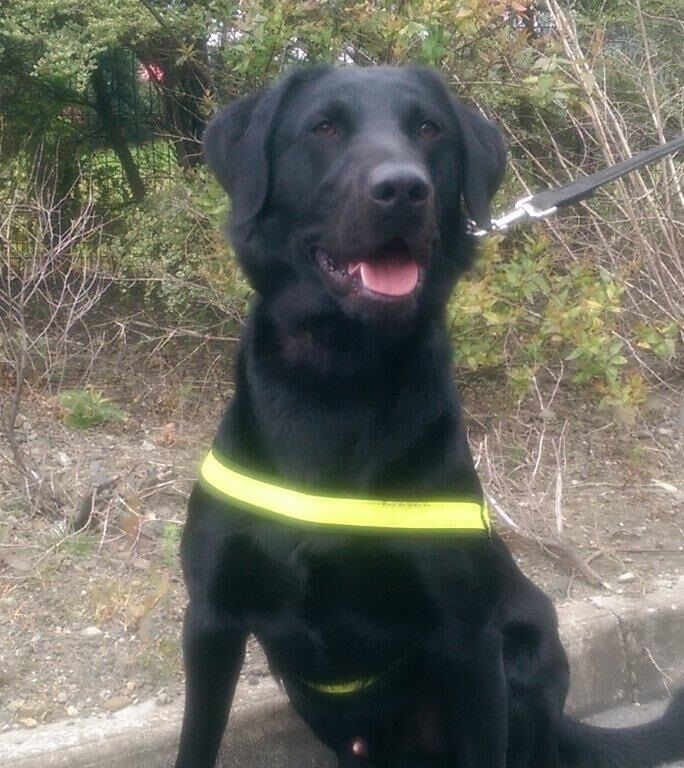Scooby the drug detector dog Scooby the drug detector dog