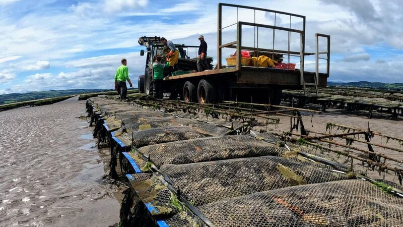 Irish scientists deploy AI on the south coast to understand climate change Irish scientists deploy AI on the south coast to understand climate change