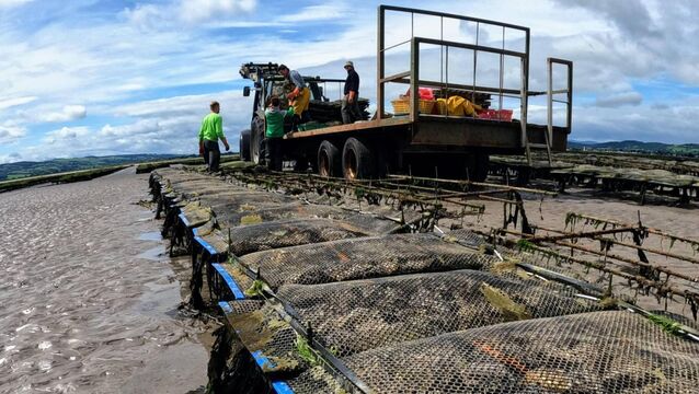 <p>Researchers from South East Technological University (SETU) are working with shellfish farmers along the south coast of Ireland to help them adapt and respond to climate change using cutting-edge technologies.</p>