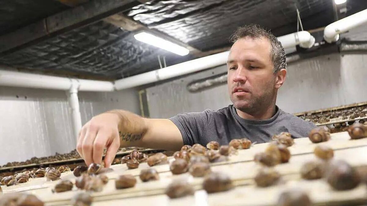 How an Irish beef farmer built a thriving snail farm - Vimarsana News
