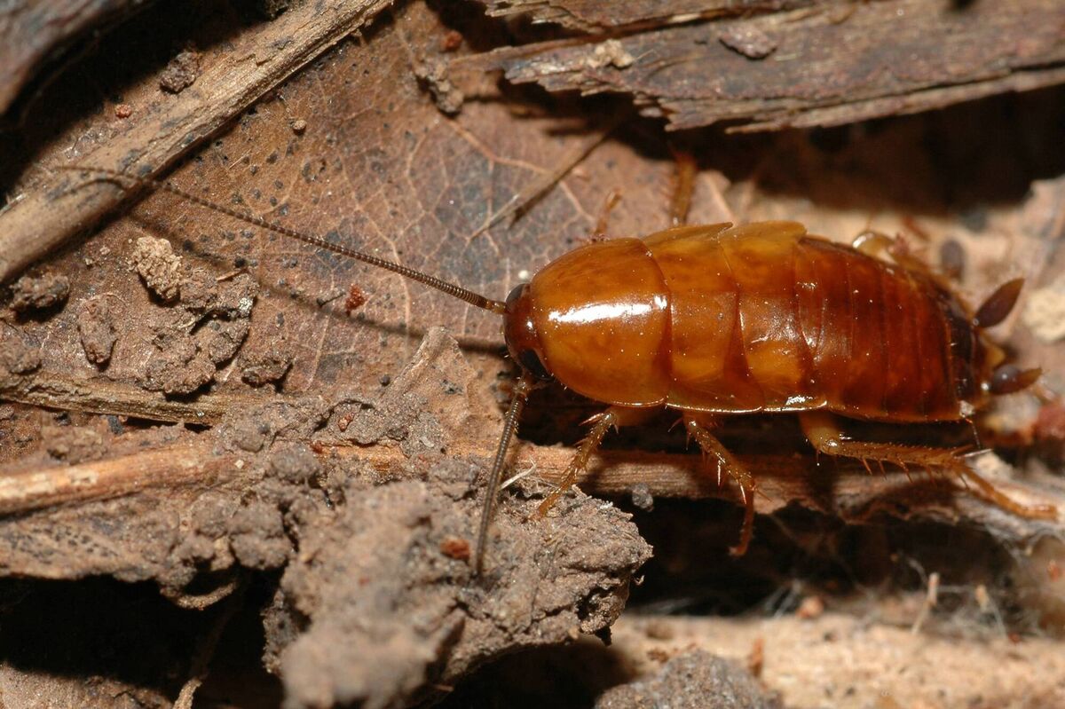 Al Huda Grocery in Dublin was found to have "heavy cockroach activity". File picture Al Huda Grocery in Dublin was found to have "heavy cockroach activity". File picture