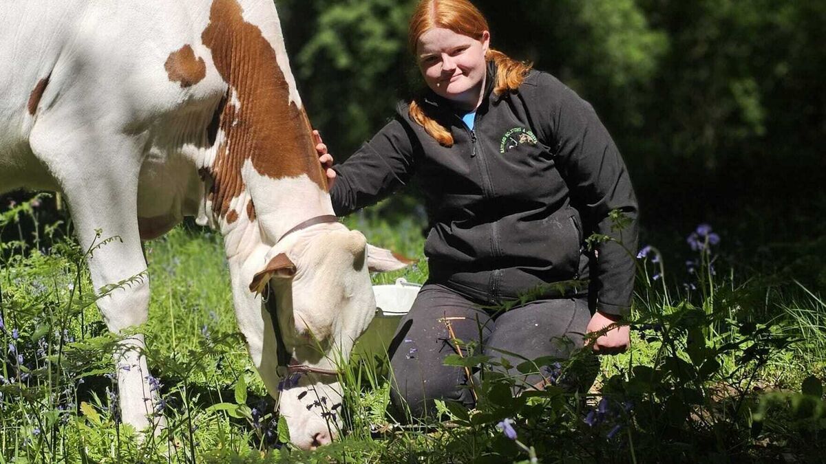 Becky Hynes: We just love cows - Vimarsana News