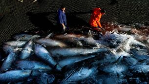 <p>One correspondent writes: 'I left home on July 6 and fish for tuna down (in Bay of Biscay) because we have to so we can meet our bank payments.'</p>