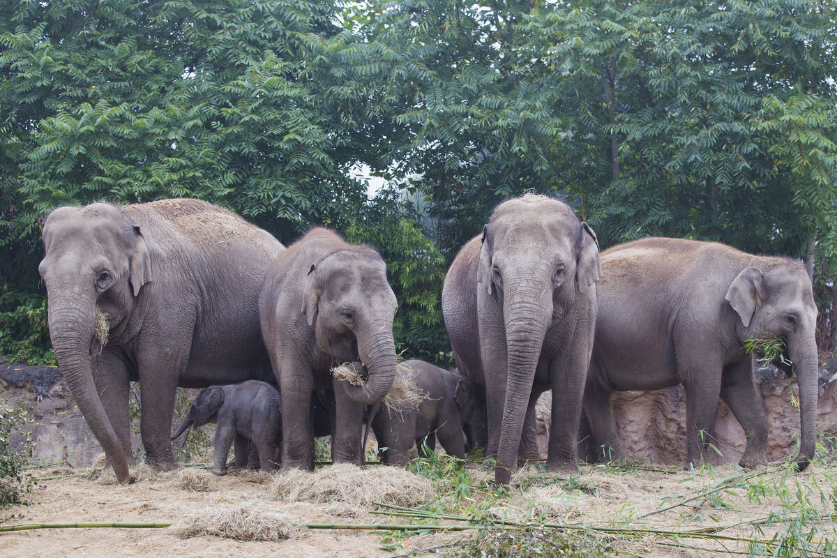 Celebrate World Elephant Day at Dublin Zoo. Pic: Patrick Bolger Celebrate World Elephant Day at Dublin Zoo. Pic: Patrick Bolger