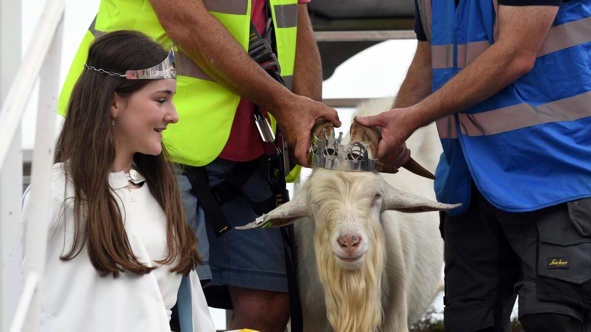 Centuries-old tradition continues at Puck Fair despite recent controversy - Vimarsana News