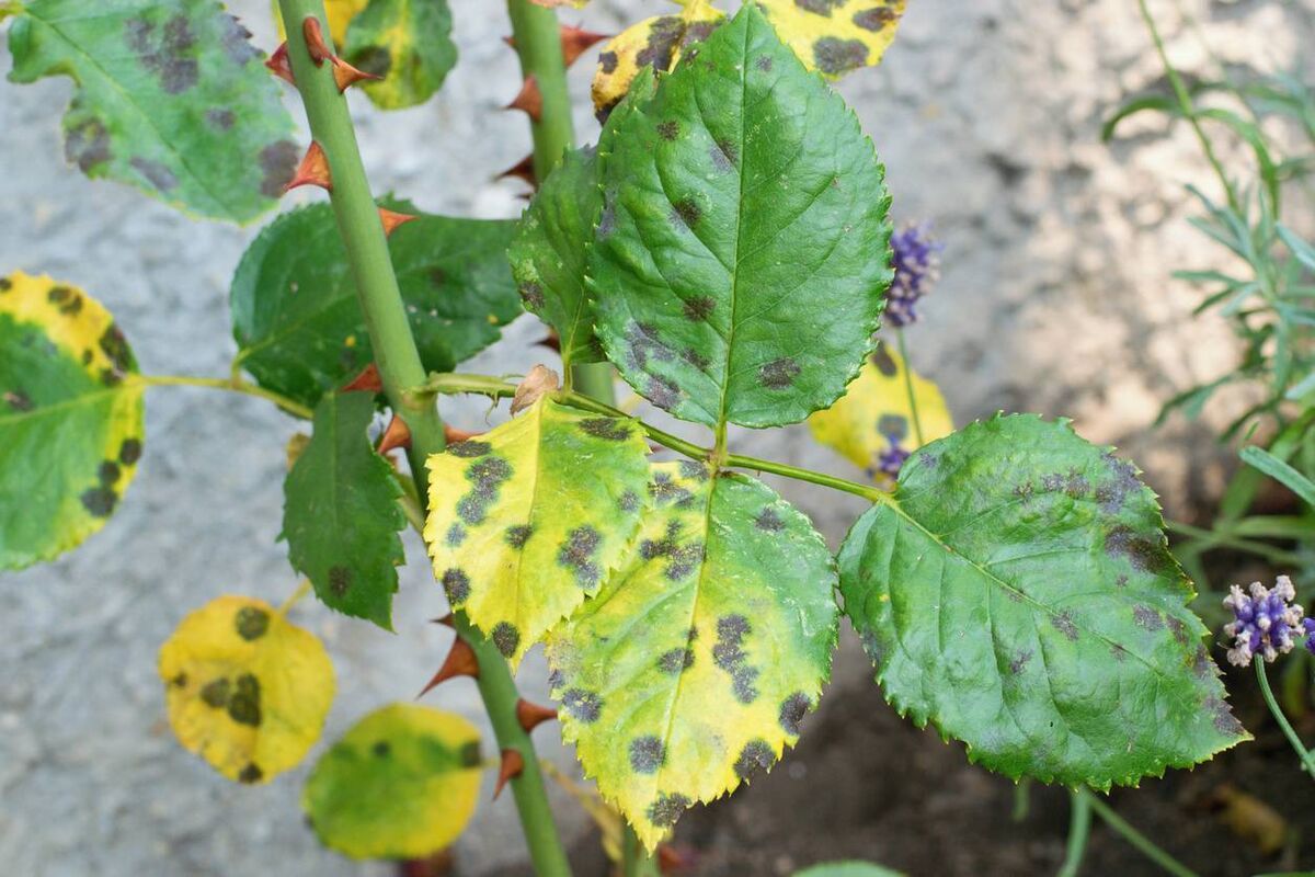 Fungal infections like rose black spot are more common in damp, warm summers. Picture: iStock