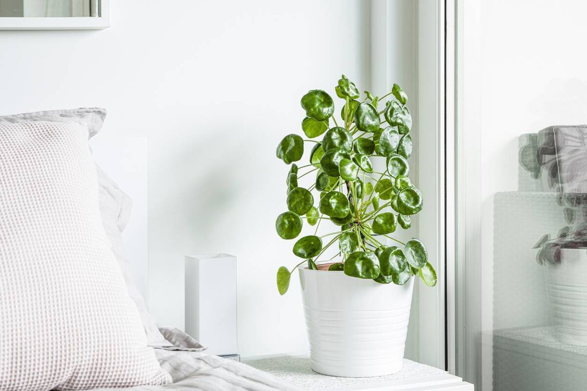 Bringing plants into close proximity can promote balance and grounding in nature, even from the moment we open our eyes. Bedside positions are Louise’s favourites for the plants she sells. File picture