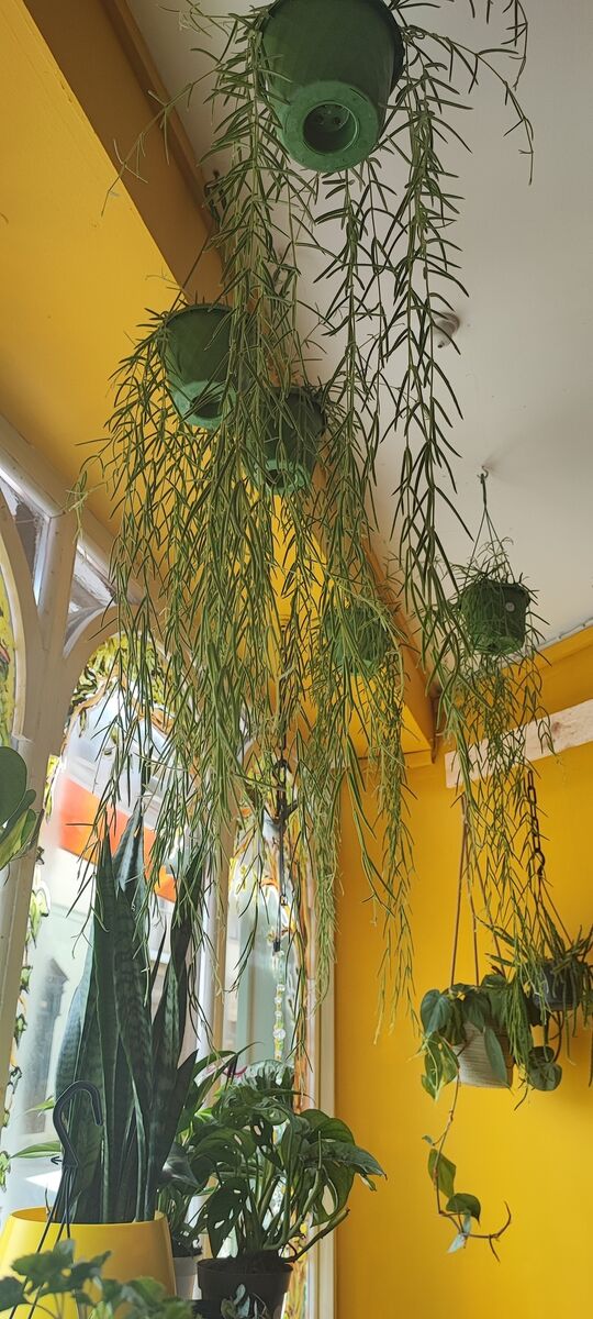 Hoyas are trending, including this Hoya linearis, a hanging/trailing plant, also known as the green curtain.