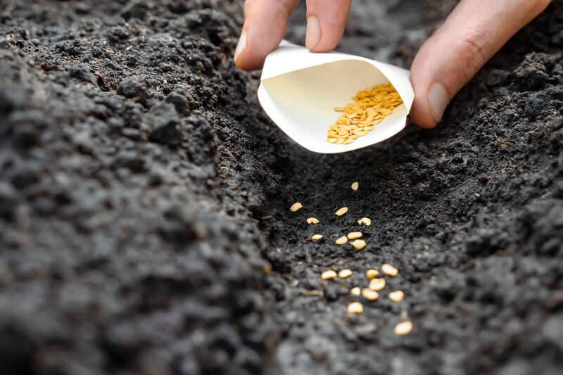 Turnips and spinach seeds. Turnips and spinach seeds.