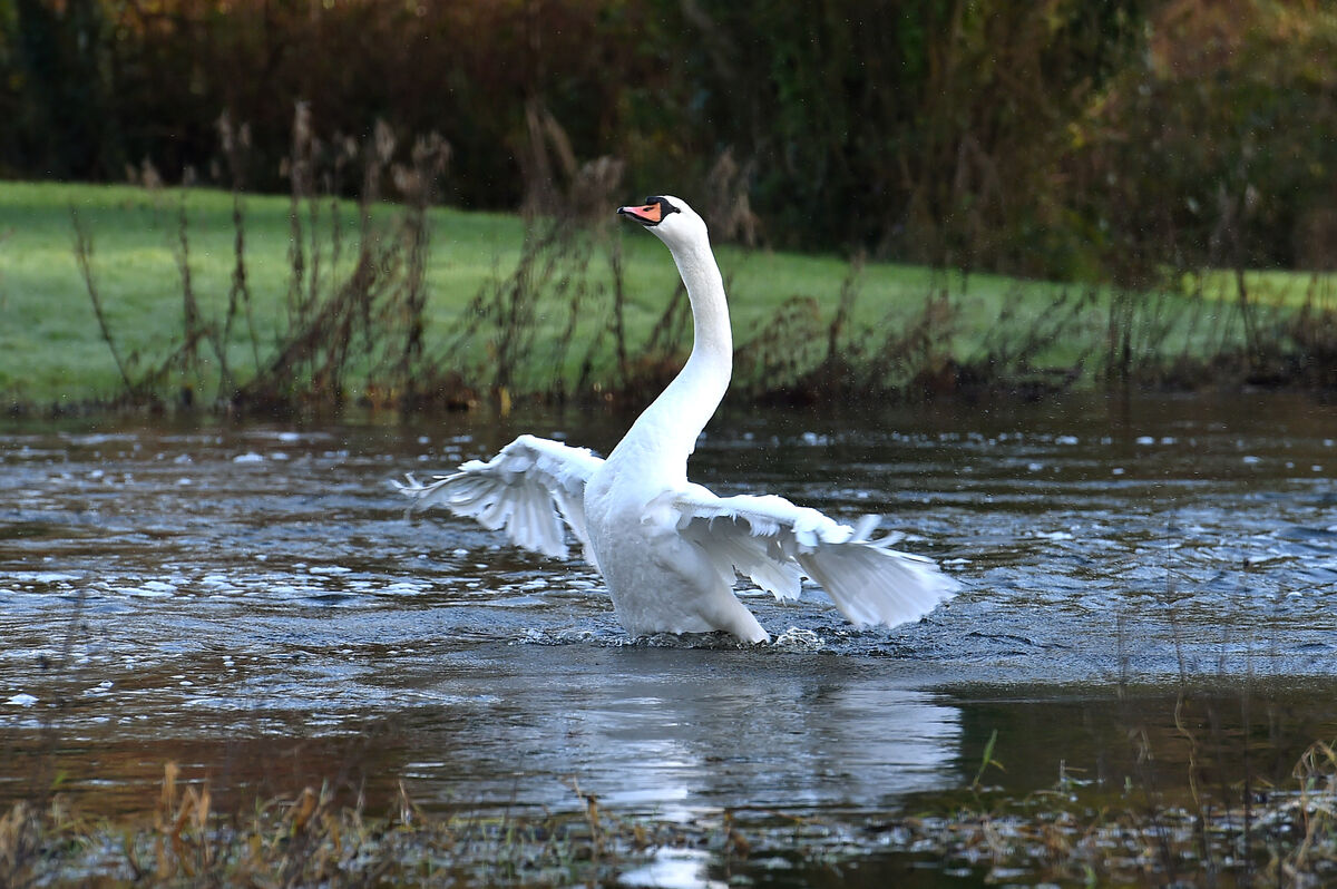 A swan cleaning its feathers in the Awbeg river in Doneraile Park, Cork. Picture:Dan Linehan A swan cleaning its feathers in the Awbeg river in Doneraile Park, Cork. Picture:Dan Linehan