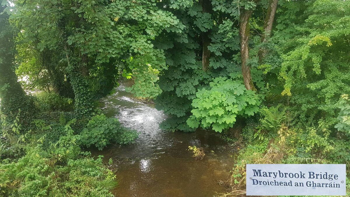 Rivers to be nurtured back to 'pristine water quality' status under €20m plan - Vimarsana News