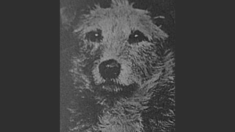 An invaluable comrade: Cork soldier's dog followed his owner overseas to the Western Front