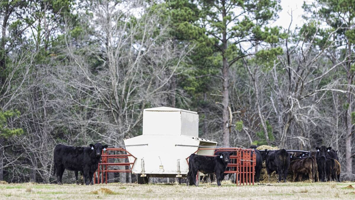 The value of proper weaning for early spring-born calves - Vimarsana News